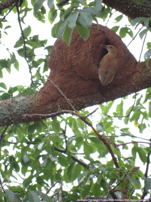 DSC08217 (Cópia)401!NA Fala Brasil foto rosane schererFB